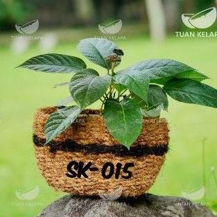 POT DUDUK SABUT KELAPA TAPAS KELAPA BESAR 30CM