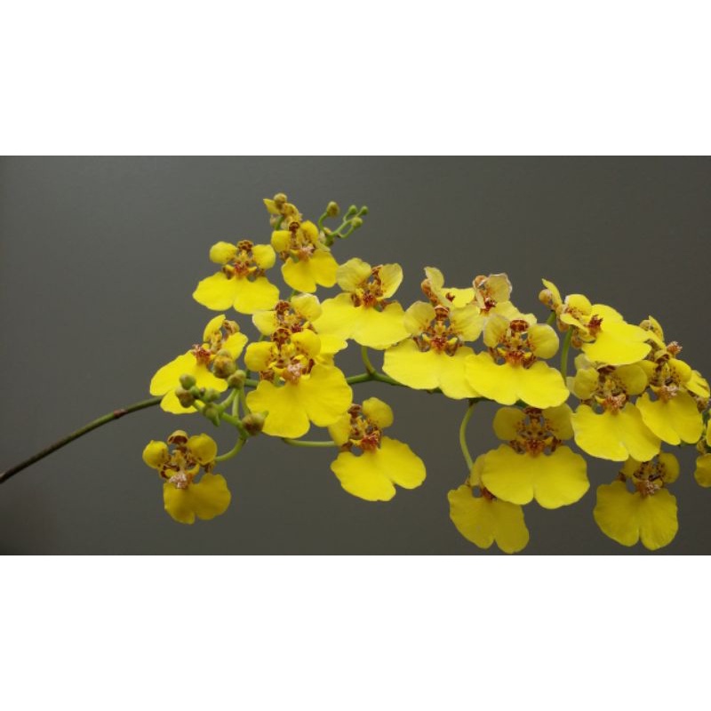 seedling anggrek spesies oncidium ampliatum/anggrek oncidium/anggrek cangkang kura-kura