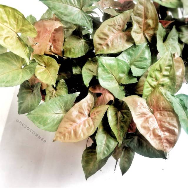 Tanaman Hias Syngonium Maria Tanaman Hias Syngonium Pink Tanaman Syngonium Tanaman Hias Keladi Shopee Indonesia