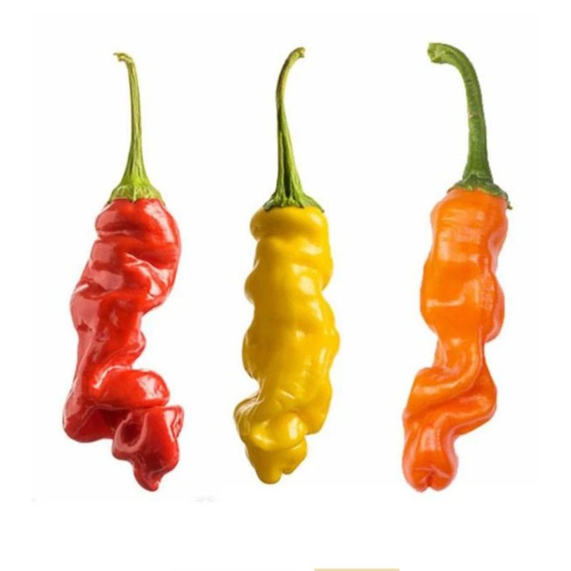 Biji Benih Cabe Hias Cabai Peter Red, Orange, Yellow(Peter Pepper Seeds)