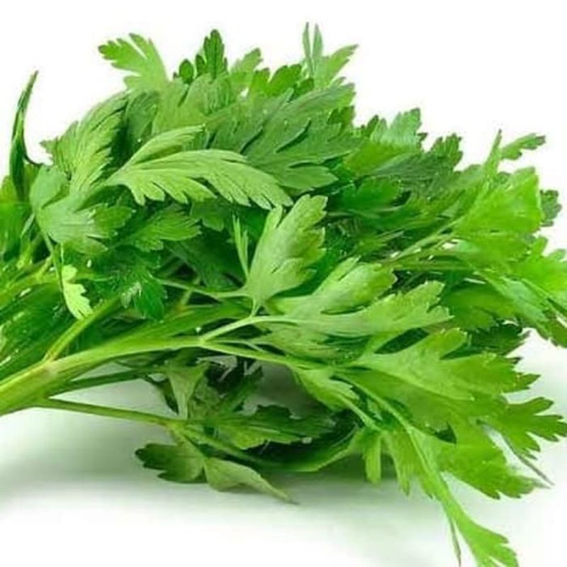 

sayuran daun seledri segar & fresh / 100gr di warunk juni