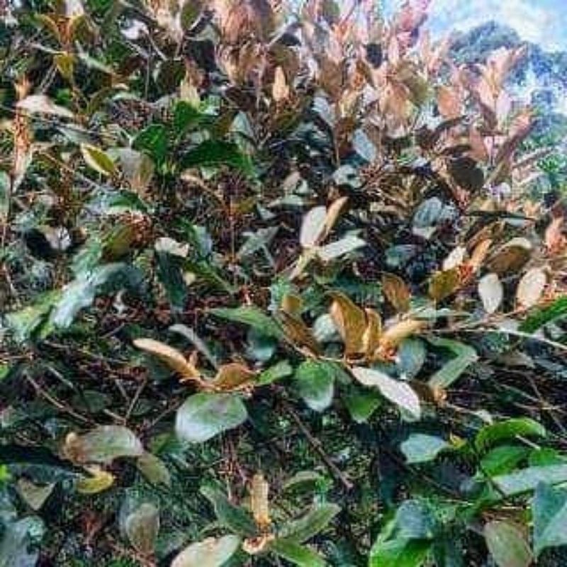 

benalu kopi gayo