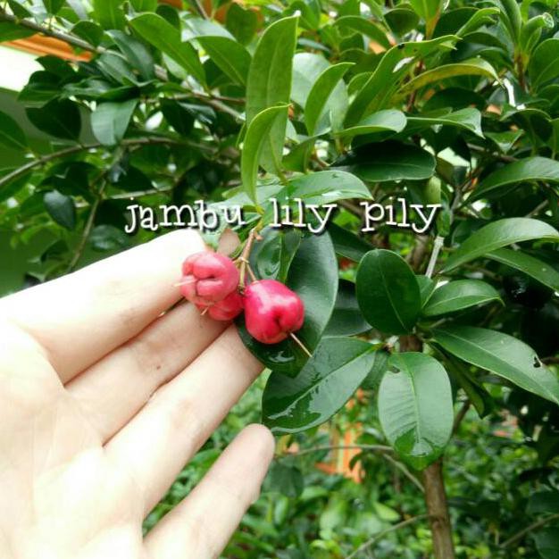 Terlaris" Bibit Jambu Air Lili Pily