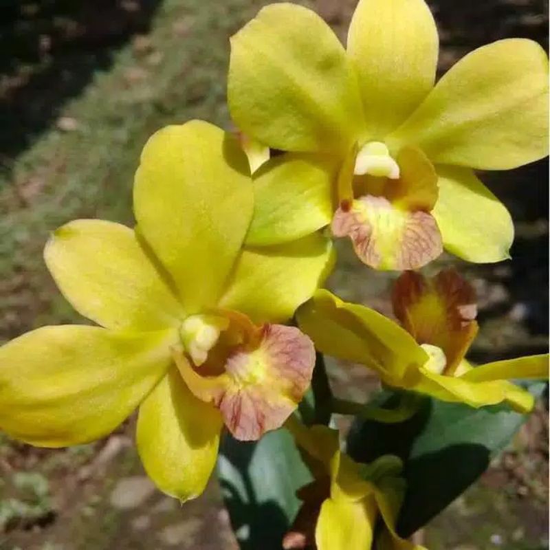 bibit Anggrek Dendrobium Tongcai x Anching Lubag Hybrid Kuning Dewasa