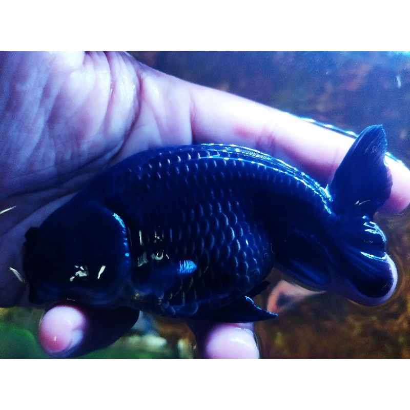 MASKOKI/GOLDFISH/RANCHU/BLACKRANCHU/IKAN HIAS