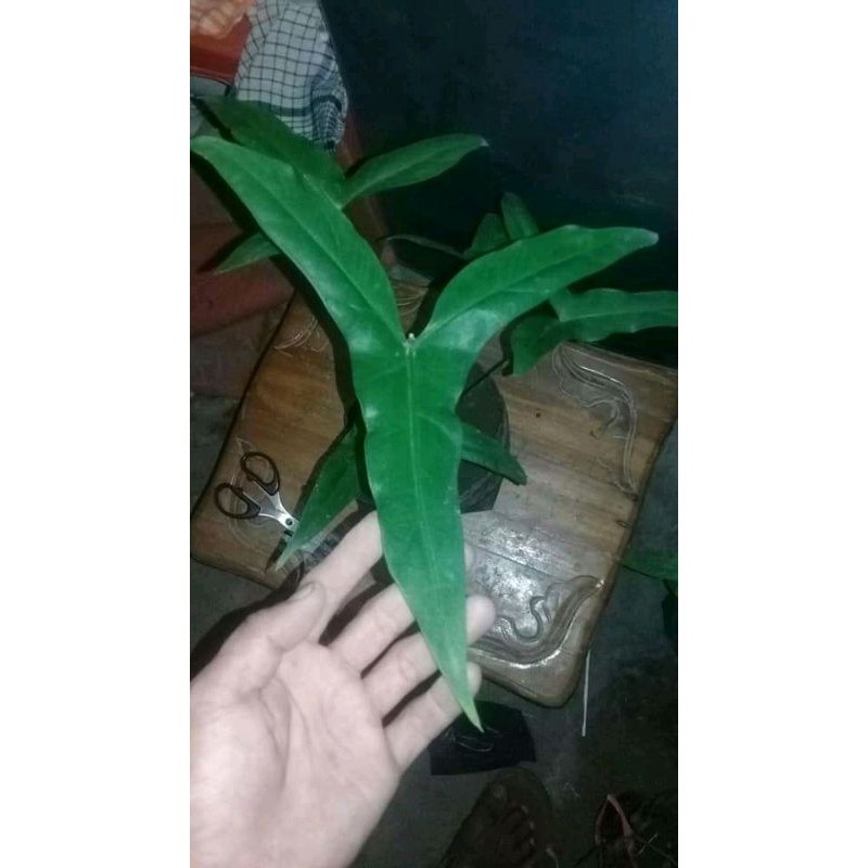 alocisia trigina remaja