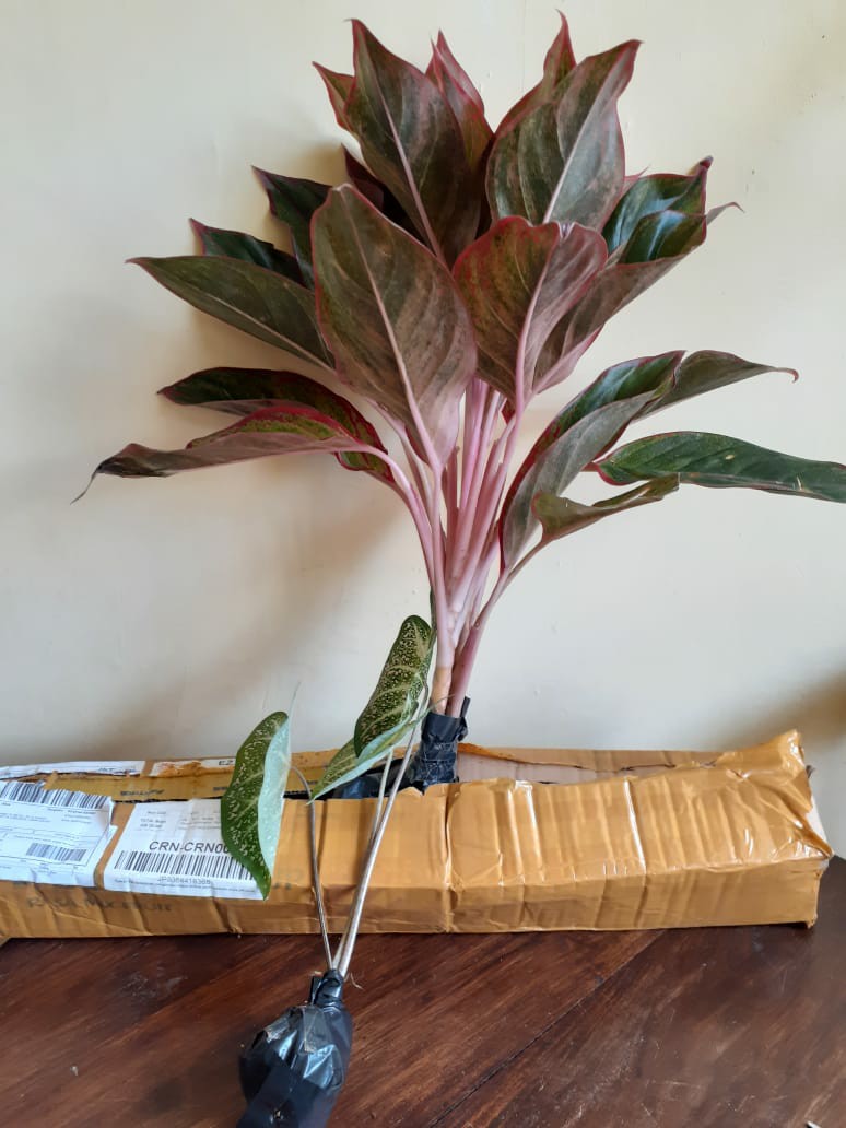 Aglaonema / Aglonema Lipstick / Siam Aurora