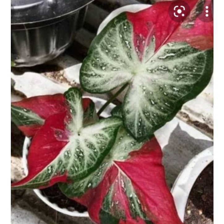 keladi cat tumpah/sycool