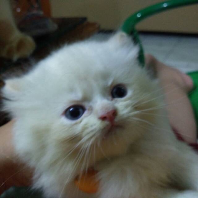 nandatiwi
