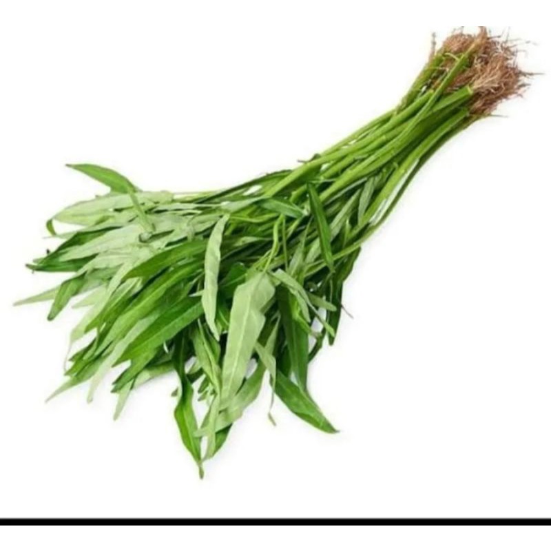 

KANGKUNG(1 IKAT)