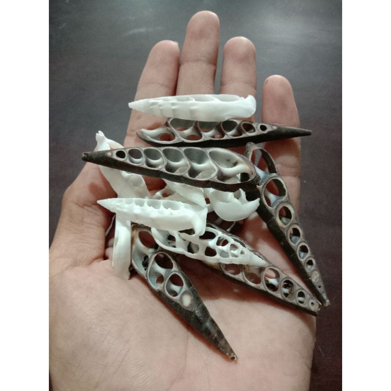 Kerang Laut Kupas 100 gr | Kerang hias untuk tas rotan dan jujuhat | kerang laut | dekorasi kerang