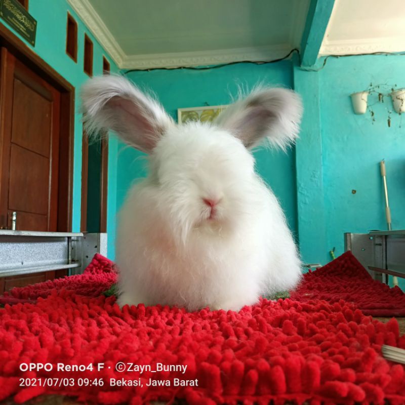 Kelinci English Anggora Betina Dewasa