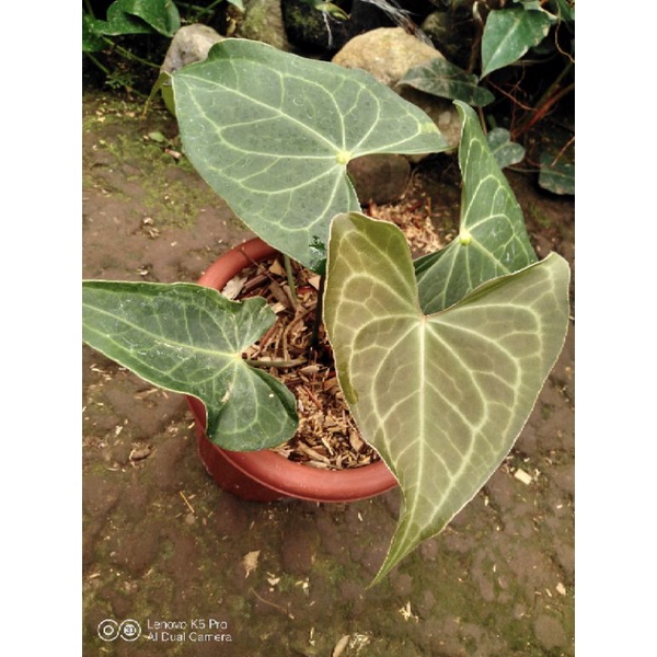 Anthurium Clarinervium Hybrid