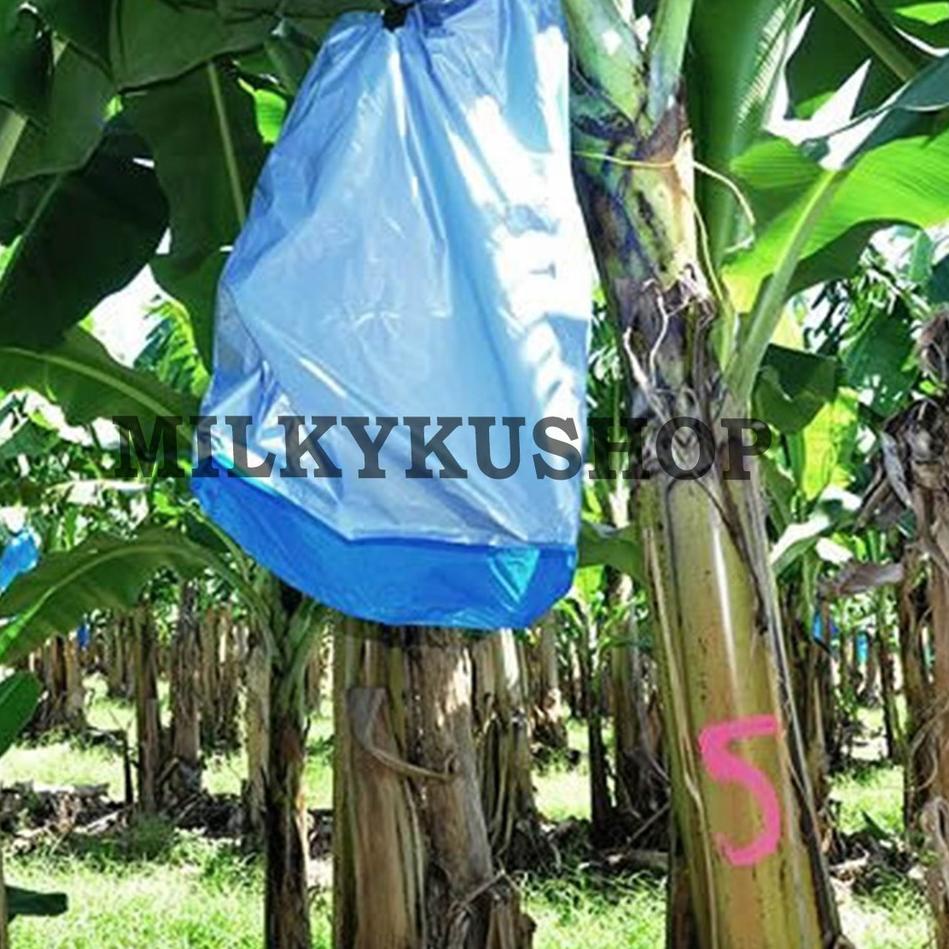 ♪ FRUIT COVER BERAT 1 KG PLASTIK METERAN PEMBUNGKUS BUAH BESAR PISANG ←