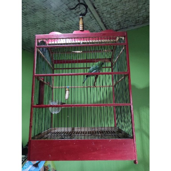 cucak ijo berau kalimantan