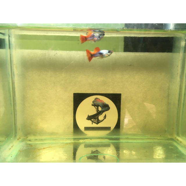 Ikan guppy PLATINUM RED TAIL BIG EAR (short body)