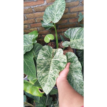 Philodendron Giganteum Marble Var mature