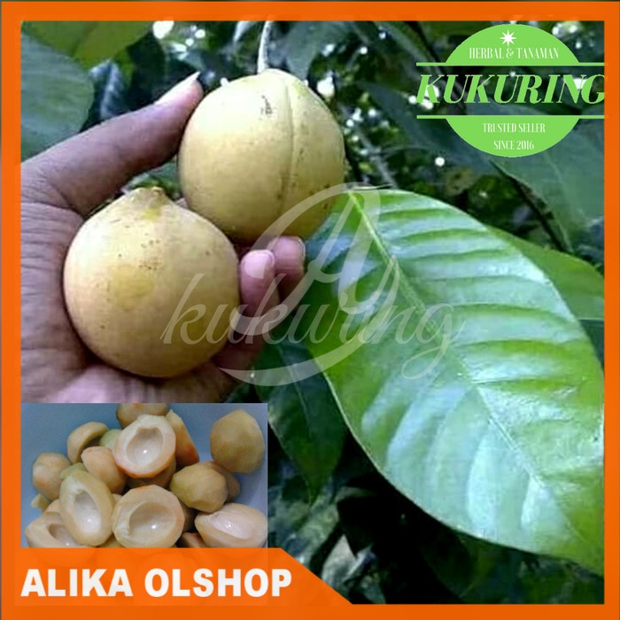 

1kg buah pala segar fresh produk petik langsung