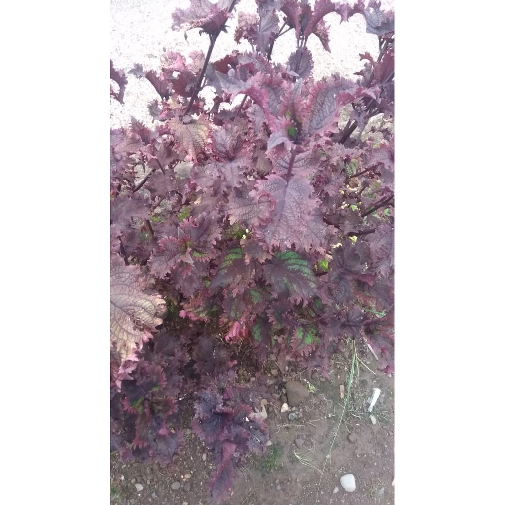 MIANA 08 | DAUN UNGU