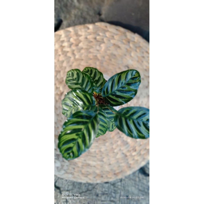 Calathea Makoyana Import