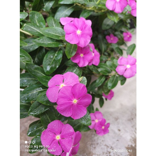 BENIH FRESH BUNGA CANTIK VINCA JUNTAI/GANTUNG LIGHT PURPLE