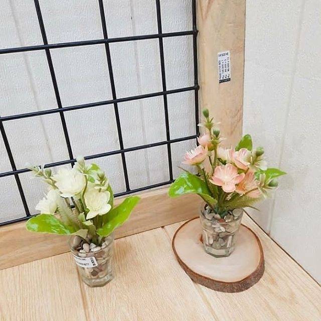 Tanaman hias bonsai / bunga bonsai hias / tanaman bonsai