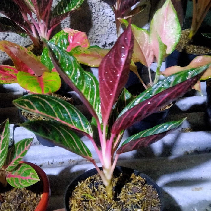 aglaonema RED SUMATRA indukan ISC