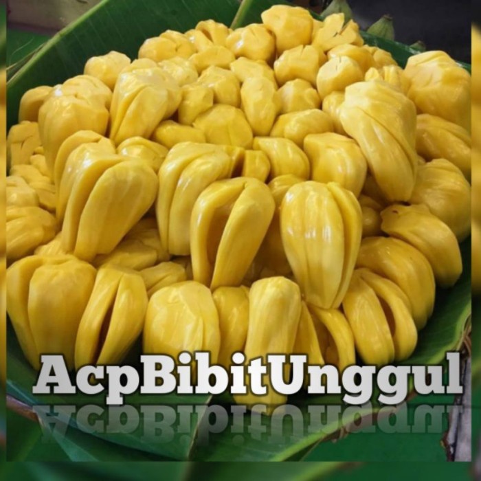 BIBIT NANGKA JUMBO SUPER