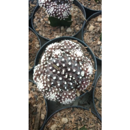 Kaktus EsKrim rimbun Anak/pot 10cm