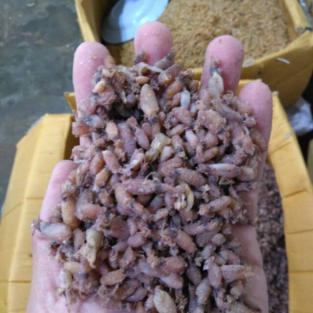 

Baby cumi rataan 2 cm