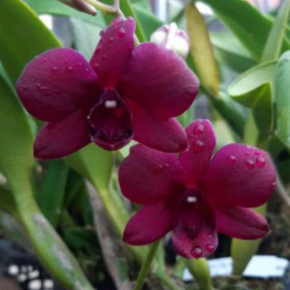 bibitt Anggrek Dendrobium Bermis Ruby Dewasa Siap Bunga, Spike dan Knop
