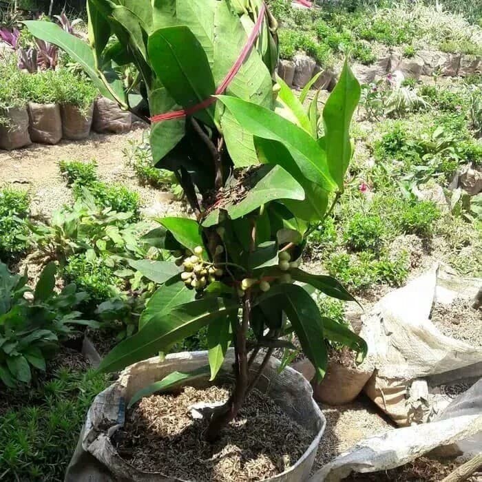 Tanaman jambu air cincalo/bibit tanaman jambu air cincalo Wisata Agrotani