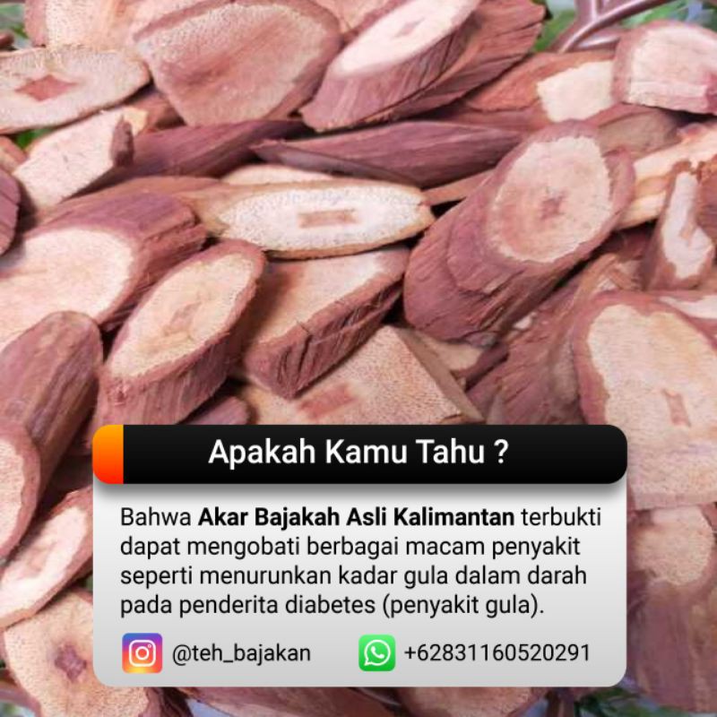 

Akar Bajakah Kalalawit 500gr