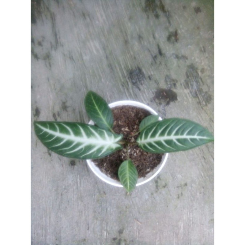 Xanthosoma Lindenii Realpic / Keladi Zebra / Phyllotenium Lindenii "irawan