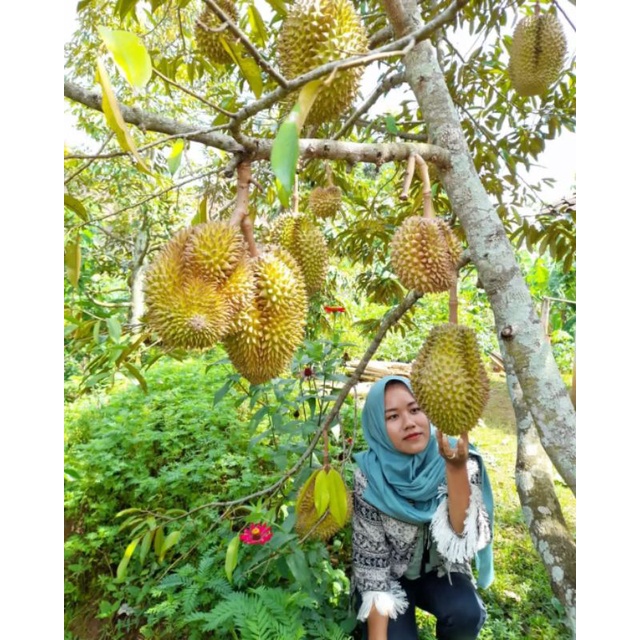 Bibit Durian Tembaga Super Manis