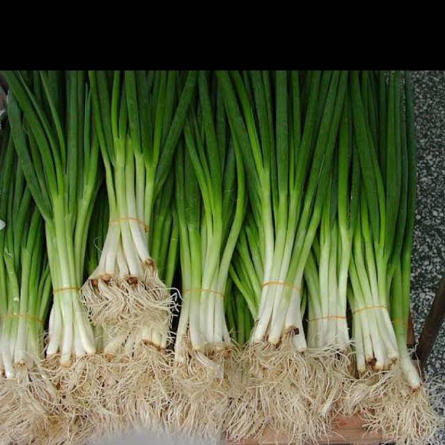 

Daun bawang / bawang daun