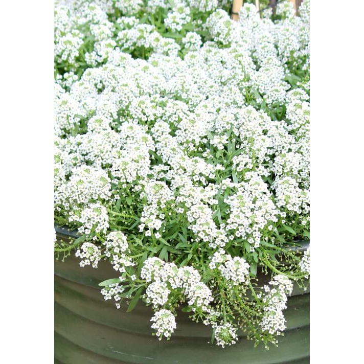 Benih Bibit Biji - Bunga Alyssum Snow Cloth (Lobularia maritima) Sweet Alyssum Putih Flower Seeds - IMPORT