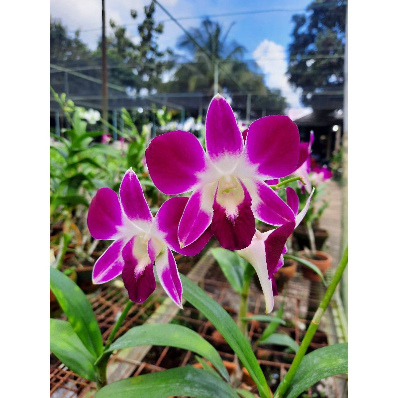 Anggrek dendrobium sonia ersakul dewasa