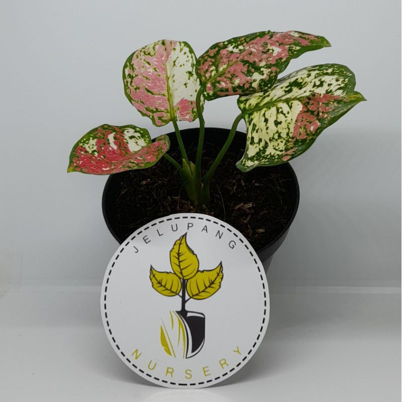 AGLAONEMA TREE COLOR THAILAND/AGLONEMA TRICOLOR/AGLONEAM IMPORT/TANAMAN BUNGA AGLONEMA