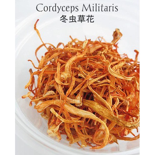 

Cordyceps Flower Jamur Bunga Cordyceps Chong Cao Hau