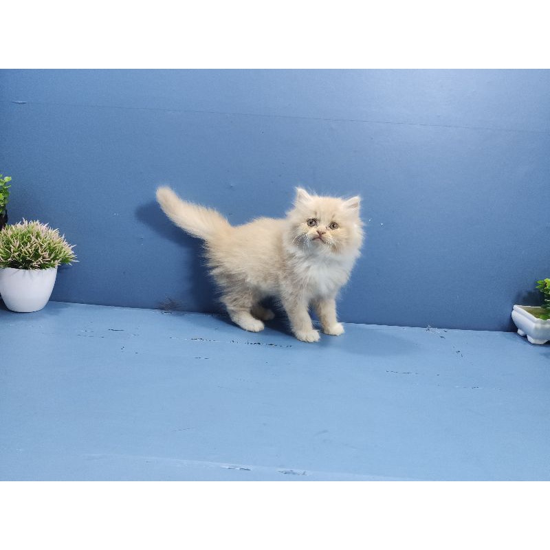kitten persia betina cream gembull
