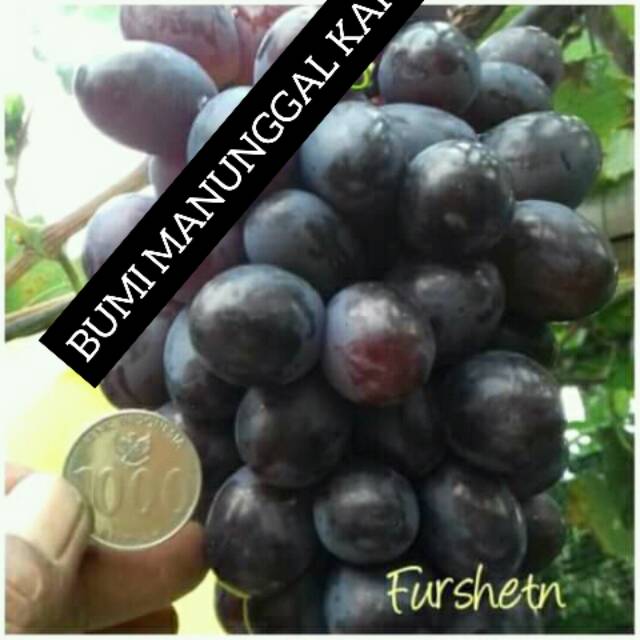 Bibit anggur import furshetn ukraina