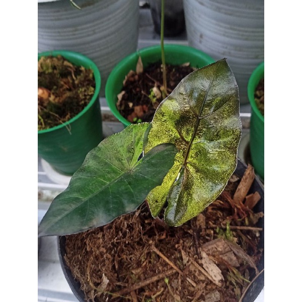 Alocasia plumbea nigra varigata