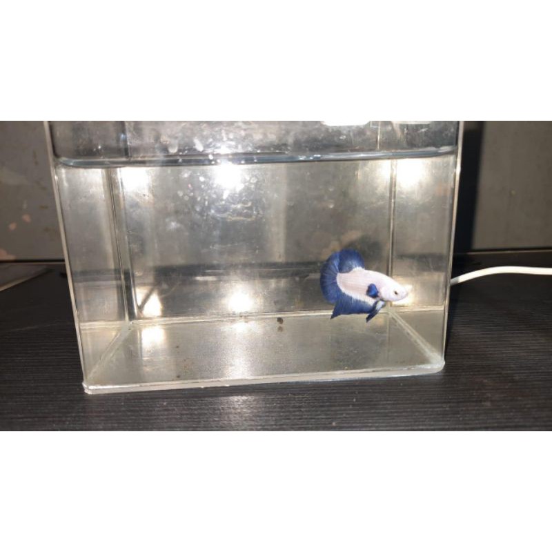 Ikan Cupang Bluerim