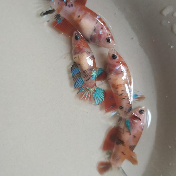 Terbaru Paketan Partaian Ikan Cupang Betina Female Nemo Koi Galaxy Multicolor
