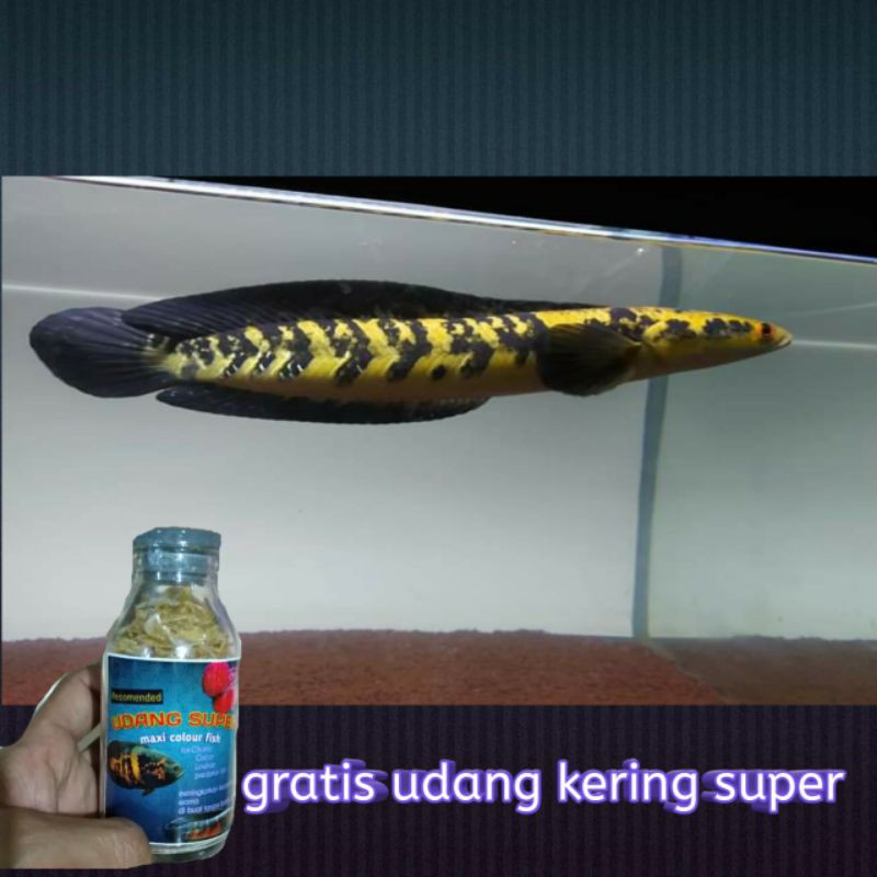 aksesoris Chana Yellow sentarum size 20-24cm setle mental kaca