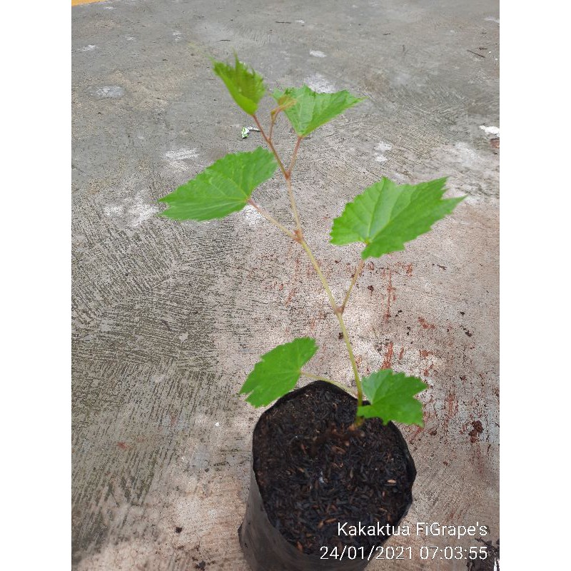 bibit ownroot anggur Andros untuk rootstok