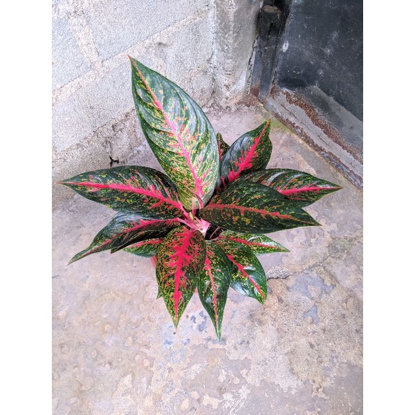 aglonema hot Ledy dewasa