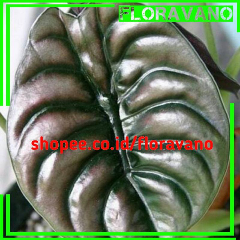 tanaman alocasia cuprea / alokasia tengkorak dewasa