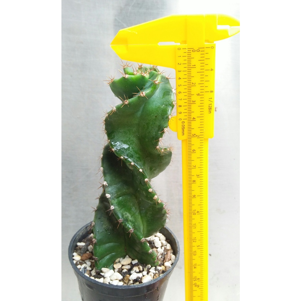 Kaktus Cereus forbesii spiralis (koboi melintir)